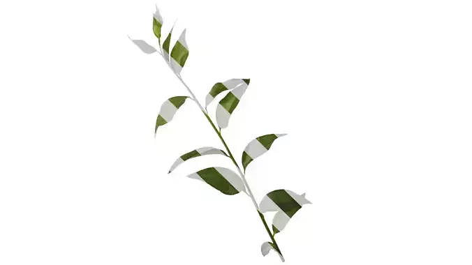 Anydrafts Sarcococca ruscifolia Atlas 02