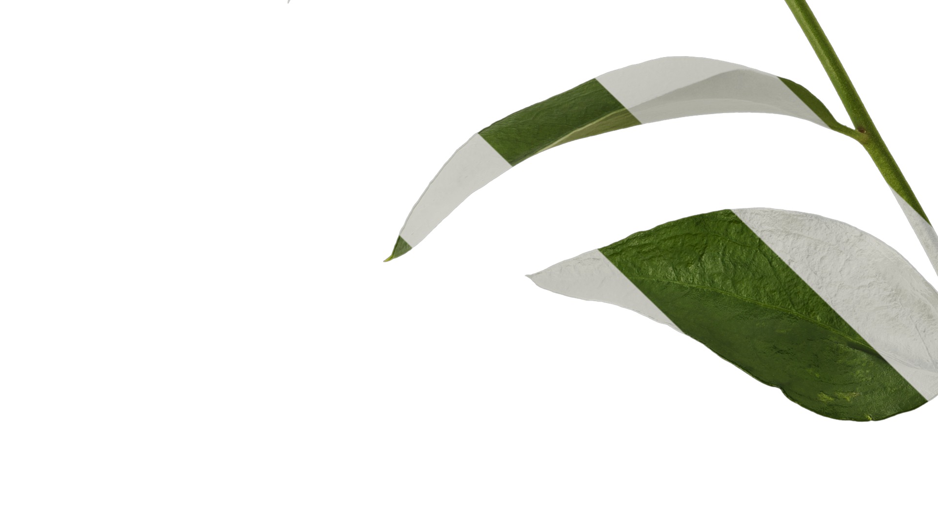 Anydrafts Sarcococca ruscifolia Atlas 02 Texture_5