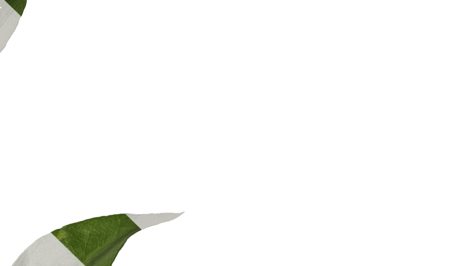 Anydrafts Sarcococca ruscifolia Atlas 02 Texture_4