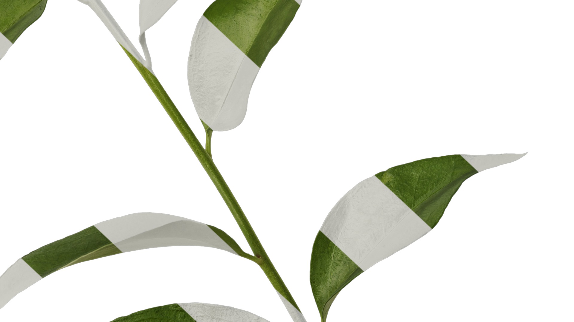 Anydrafts Sarcococca ruscifolia Atlas 02 Texture_7