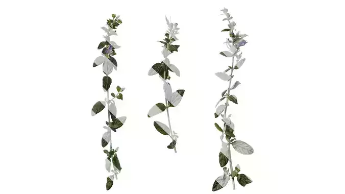 Anydrafts Teucrium fruticans Atlas 07 Texture
