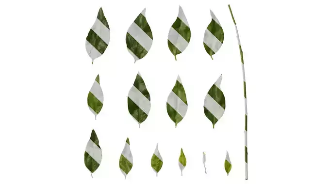 Anydrafts Sarcococca ruscifolia Leaf 01