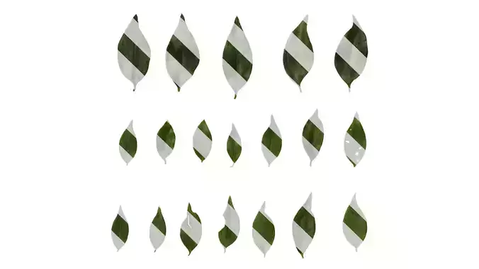 Anydrafts Sarcococca ruscifolia Leaf 02