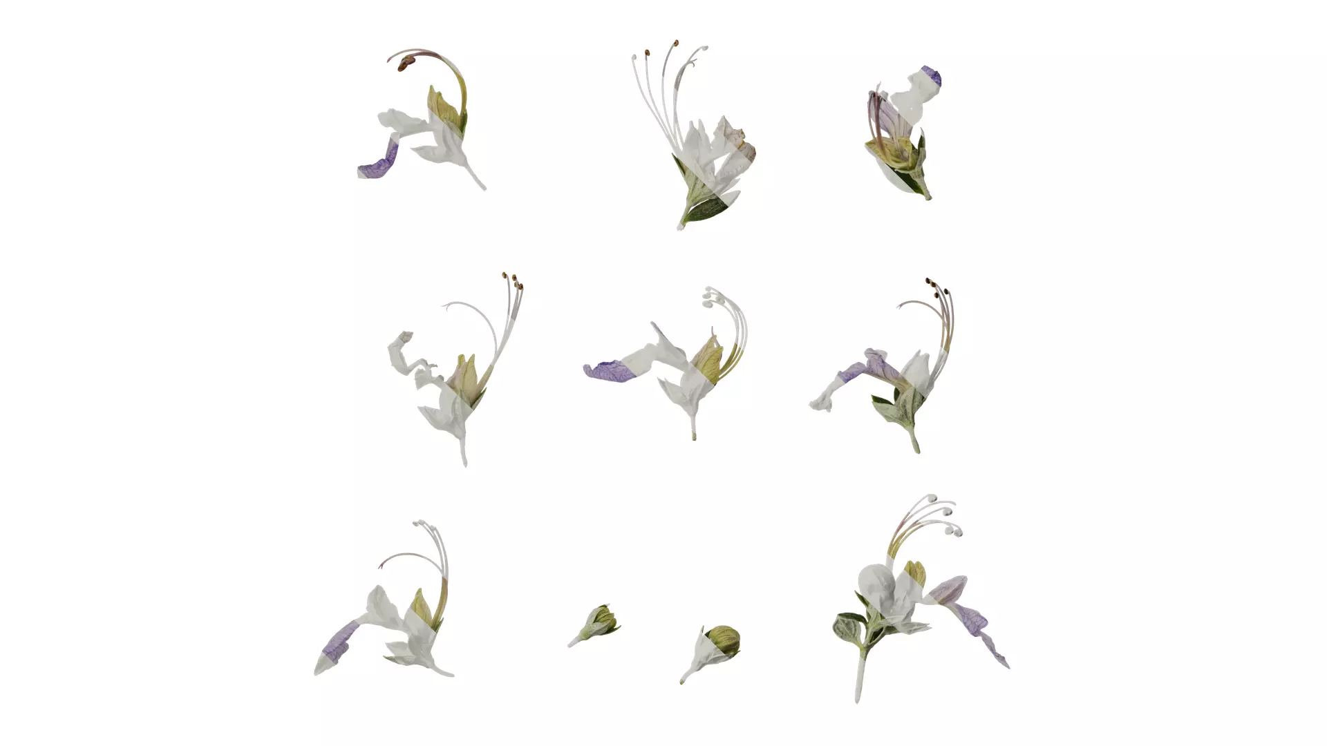 Anydrafts Teucrium fruticans Flower 01 Texture_0