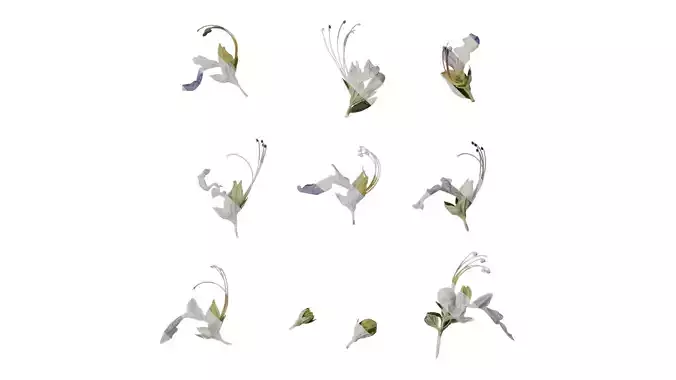 Anydrafts Teucrium fruticans Flower 01 Texture
