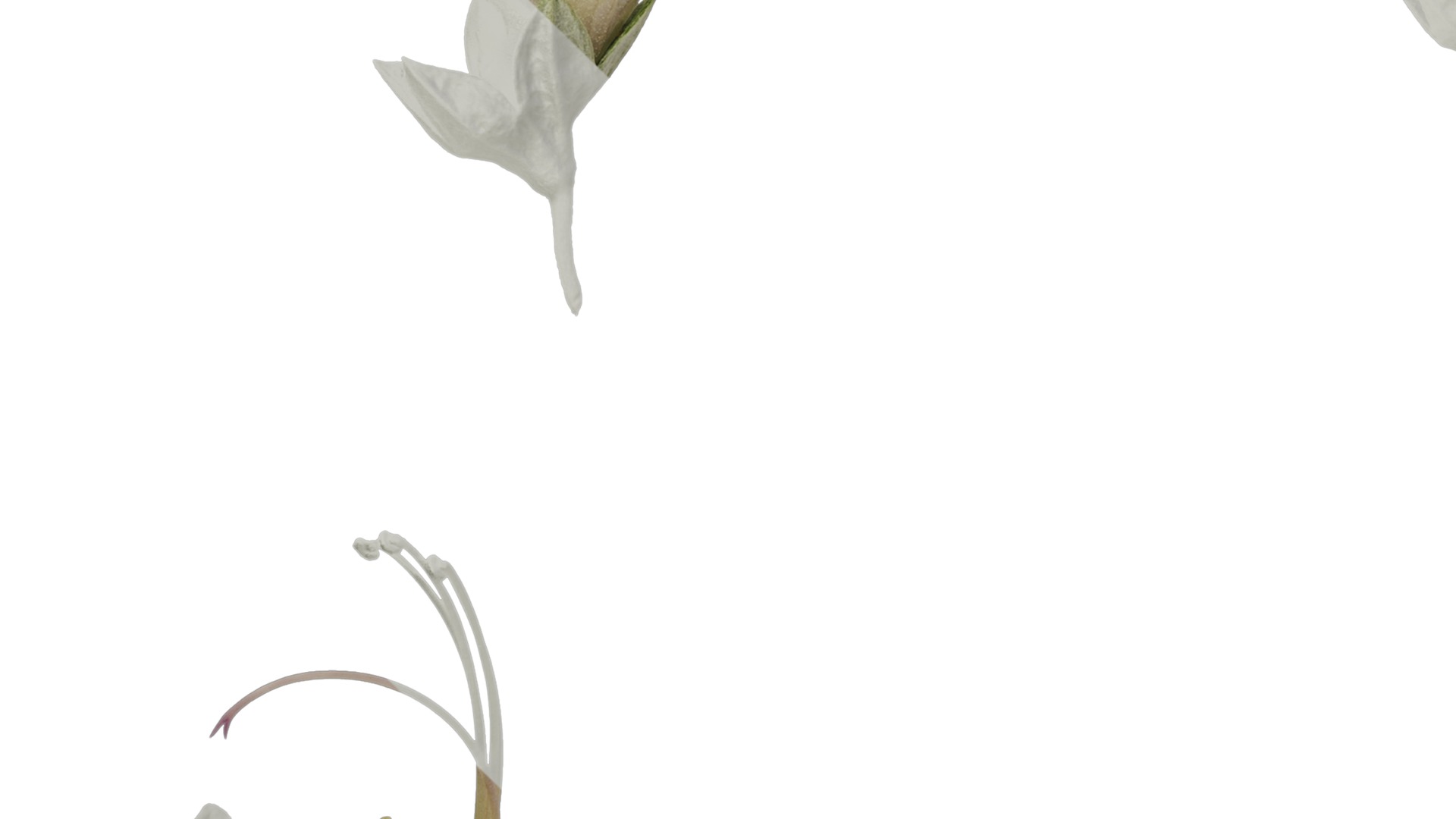 Anydrafts Teucrium fruticans Flower 01 Texture_5