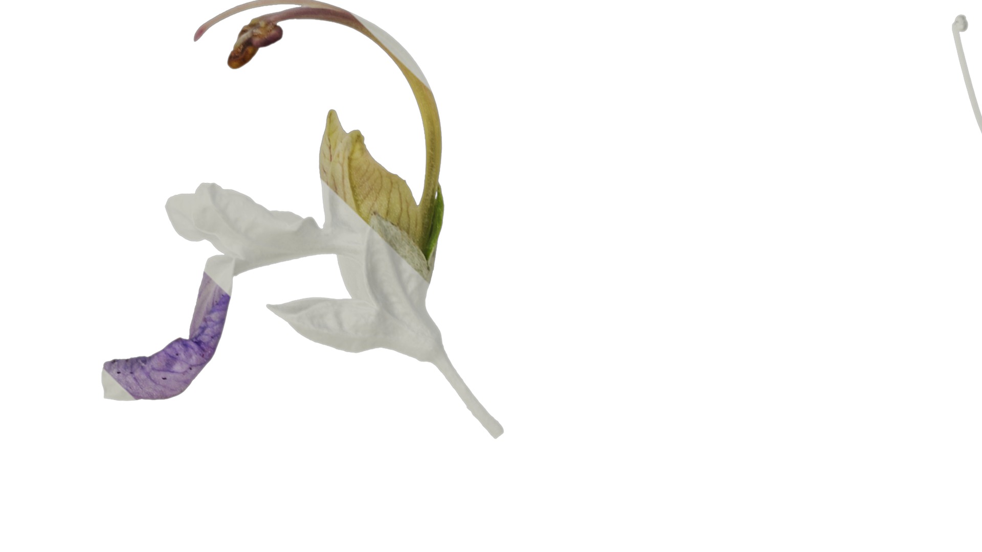 Anydrafts Teucrium fruticans Flower 01 Texture_1