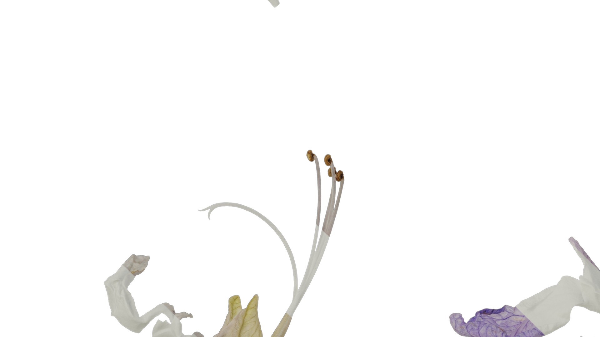 Anydrafts Teucrium fruticans Flower 01 Texture_3