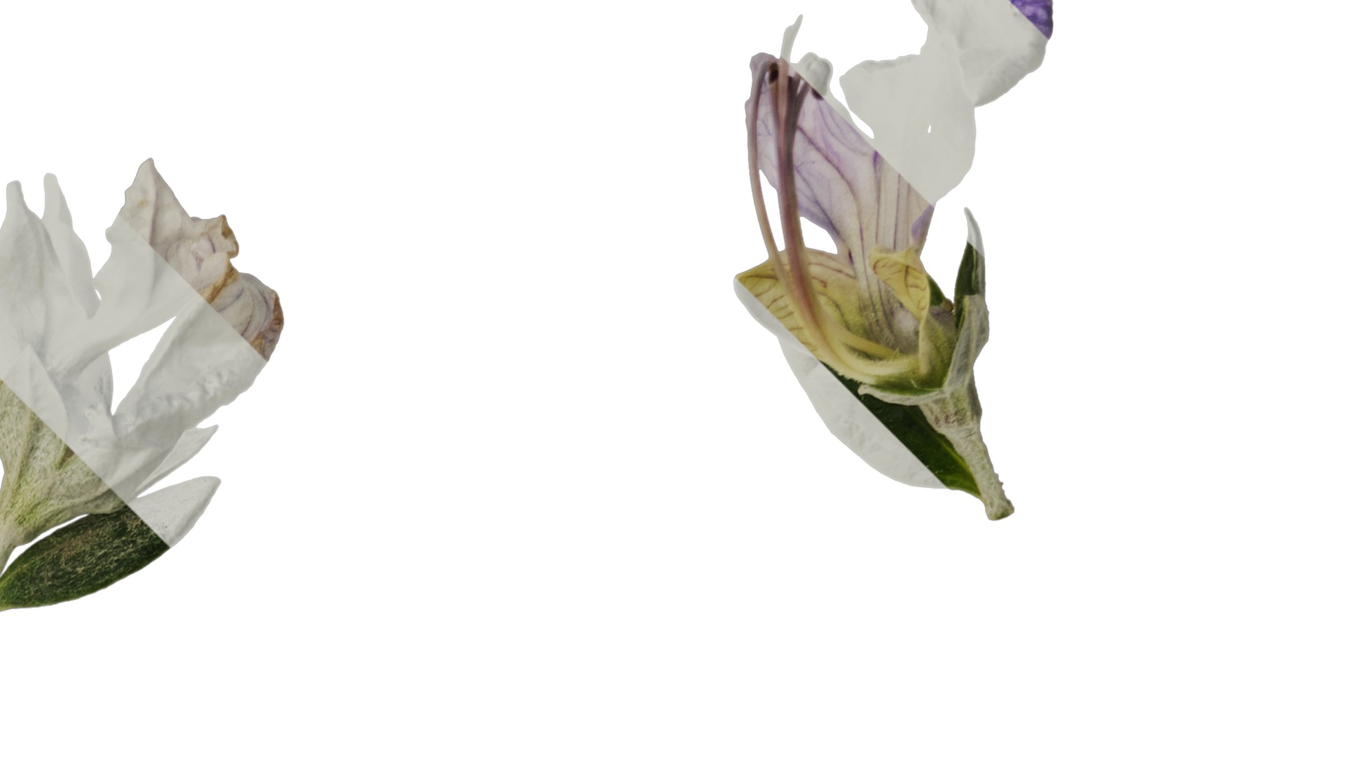 Anydrafts Teucrium fruticans Flower 01 Texture_2