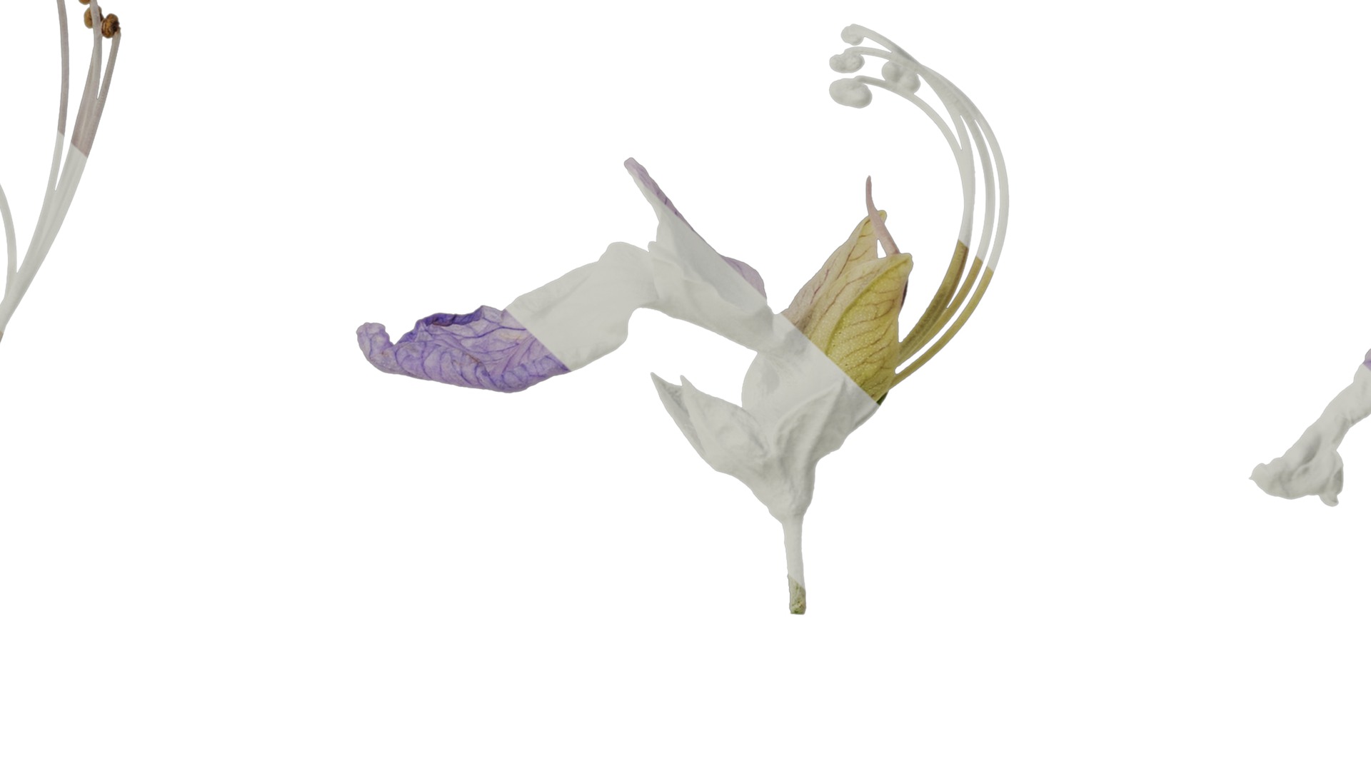 Anydrafts Teucrium fruticans Flower 01 Texture_7