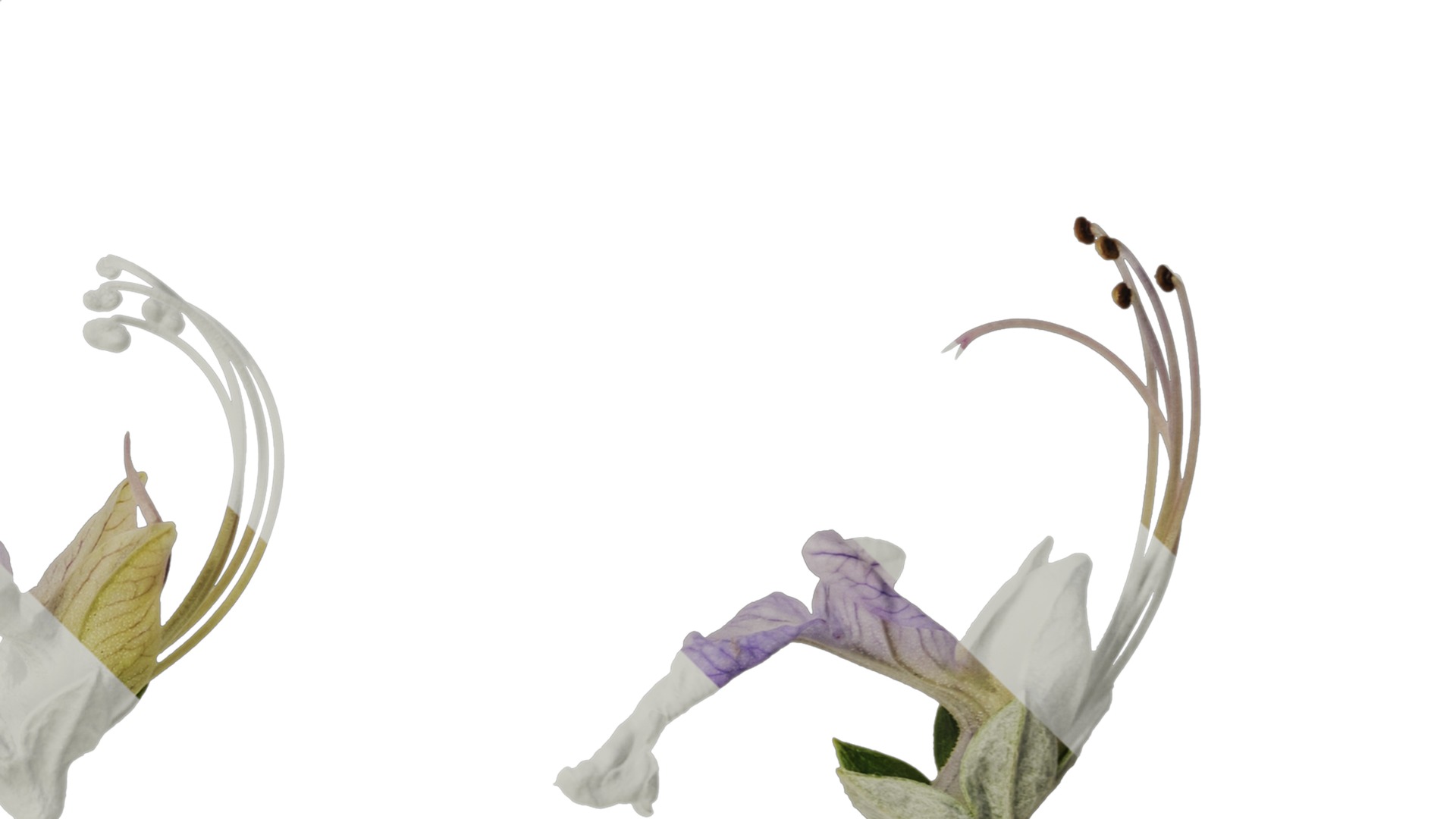 Anydrafts Teucrium fruticans Flower 01 Texture_4