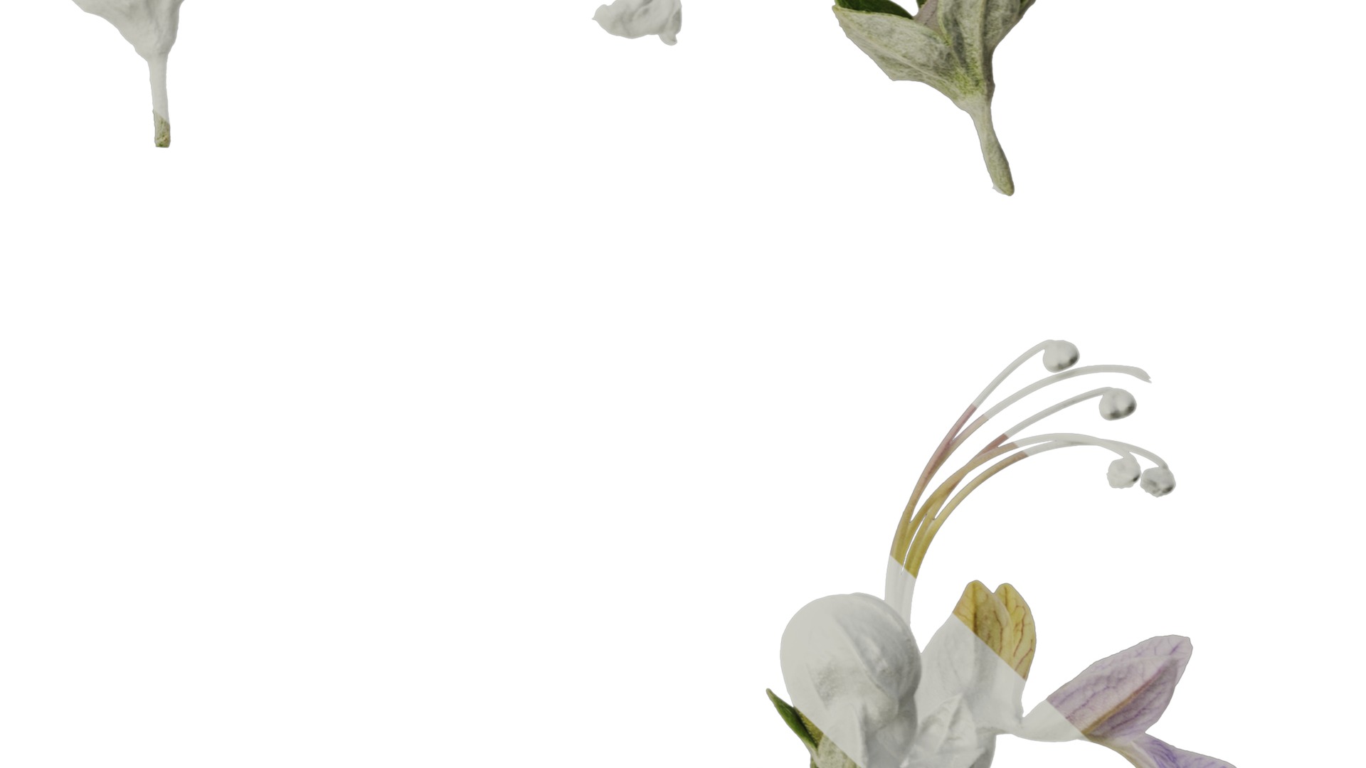 Anydrafts Teucrium fruticans Flower 01 Texture_6