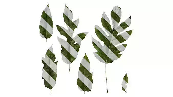 Anydrafts Schefflera delavayi Leaf 01