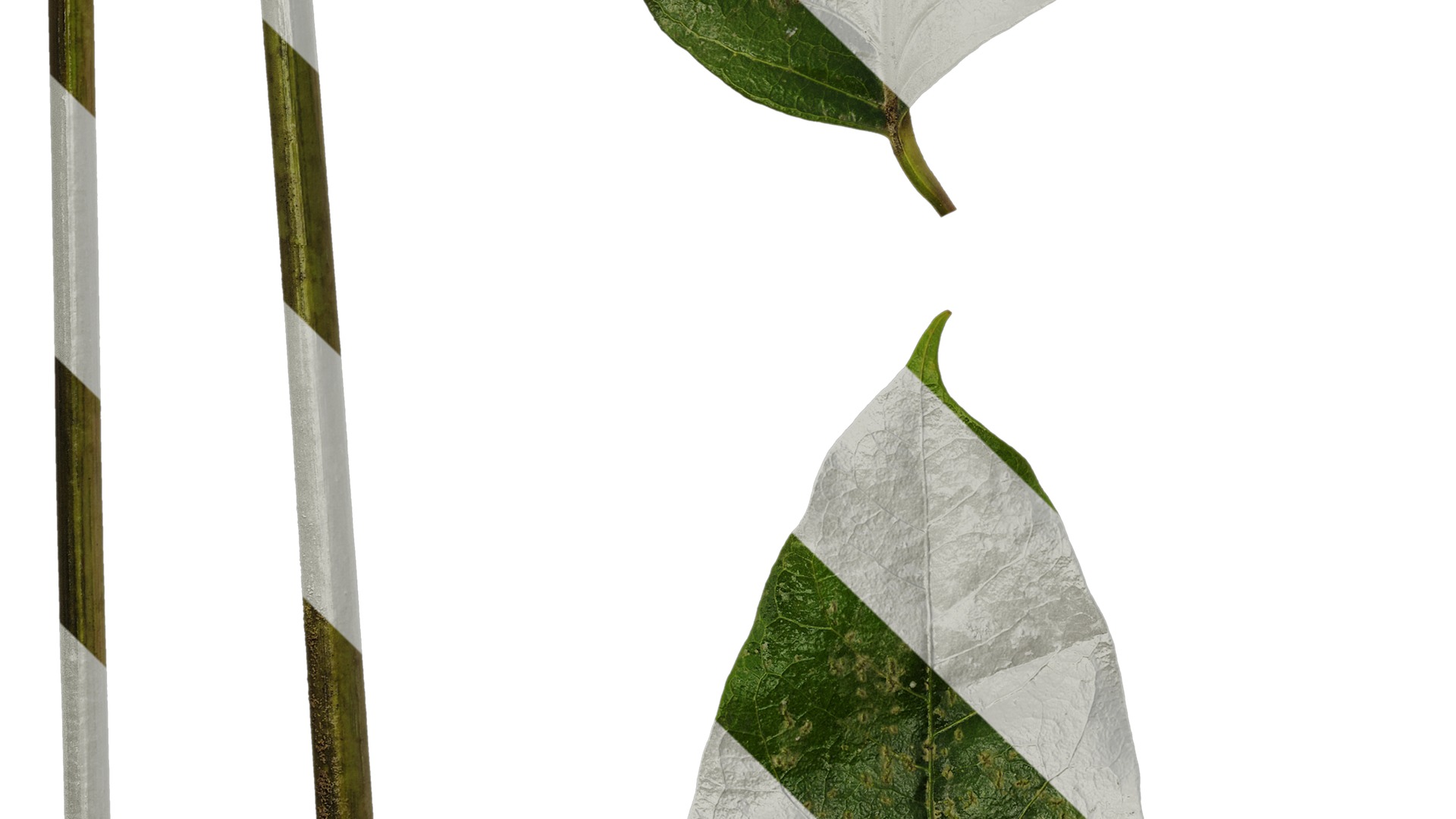 Anydrafts Schefflera delavayi Leaf 02 Texture_5