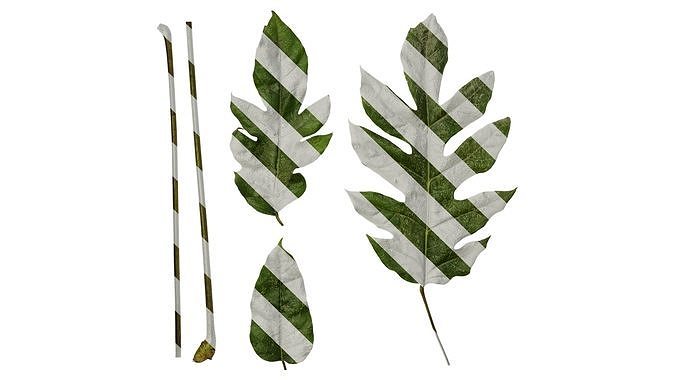 Anydrafts Schefflera delavayi Leaf 02 Texture