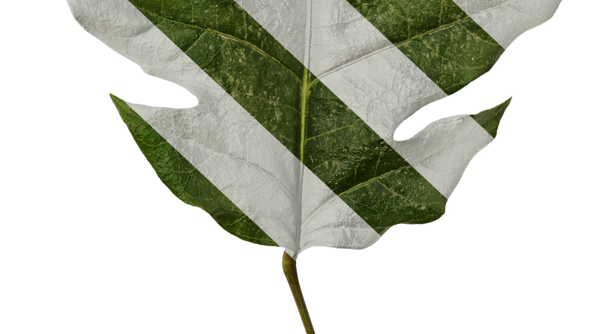 Anydrafts Schefflera delavayi Leaf 02 Texture_6