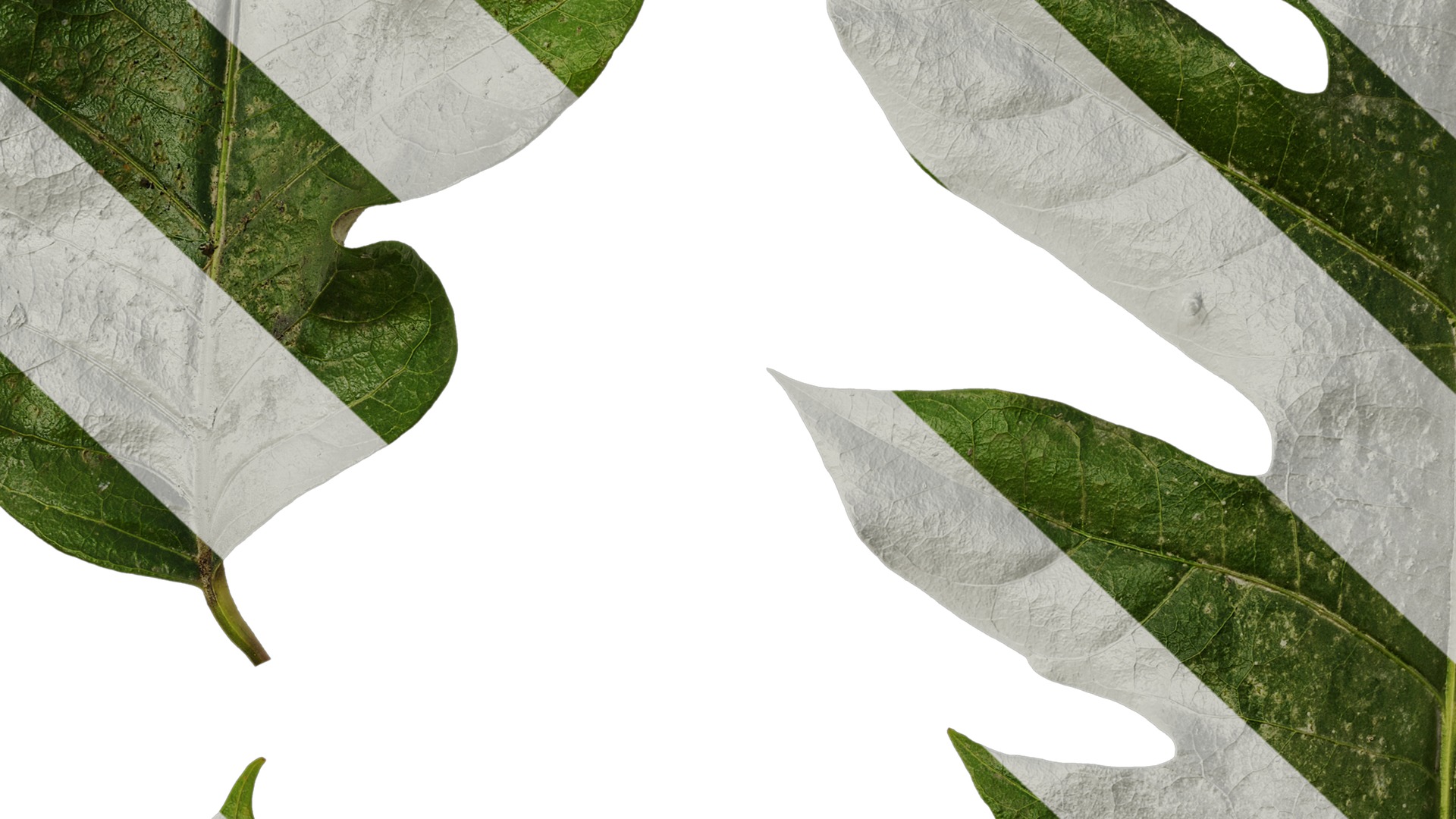 Anydrafts Schefflera delavayi Leaf 02 Texture_7