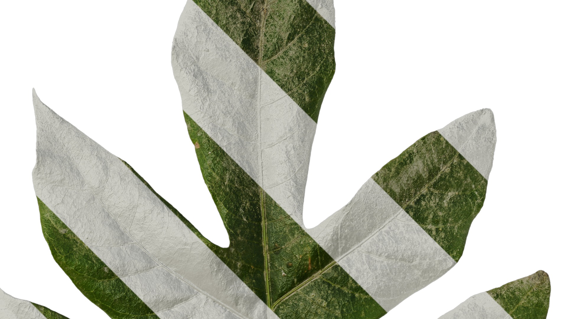 Anydrafts Schefflera delavayi Leaf 02 Texture_2