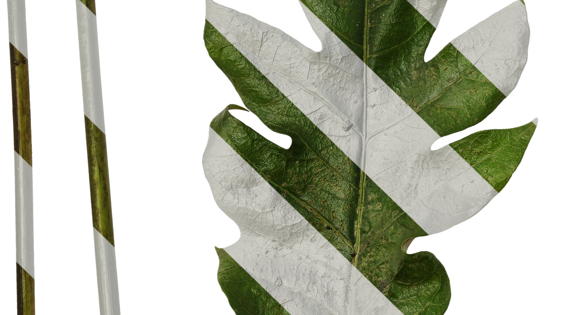 Anydrafts Schefflera delavayi Leaf 02 Texture_3