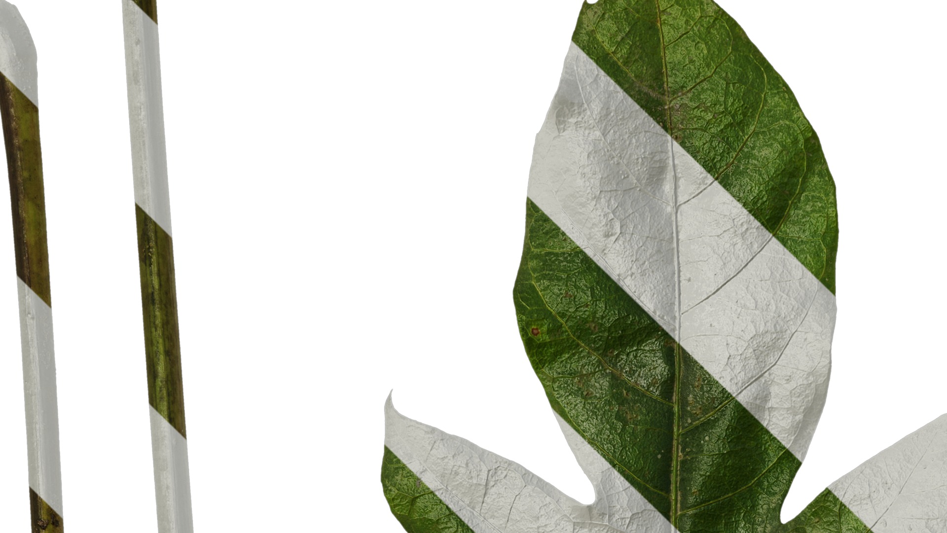 Anydrafts Schefflera delavayi Leaf 02 Texture_1