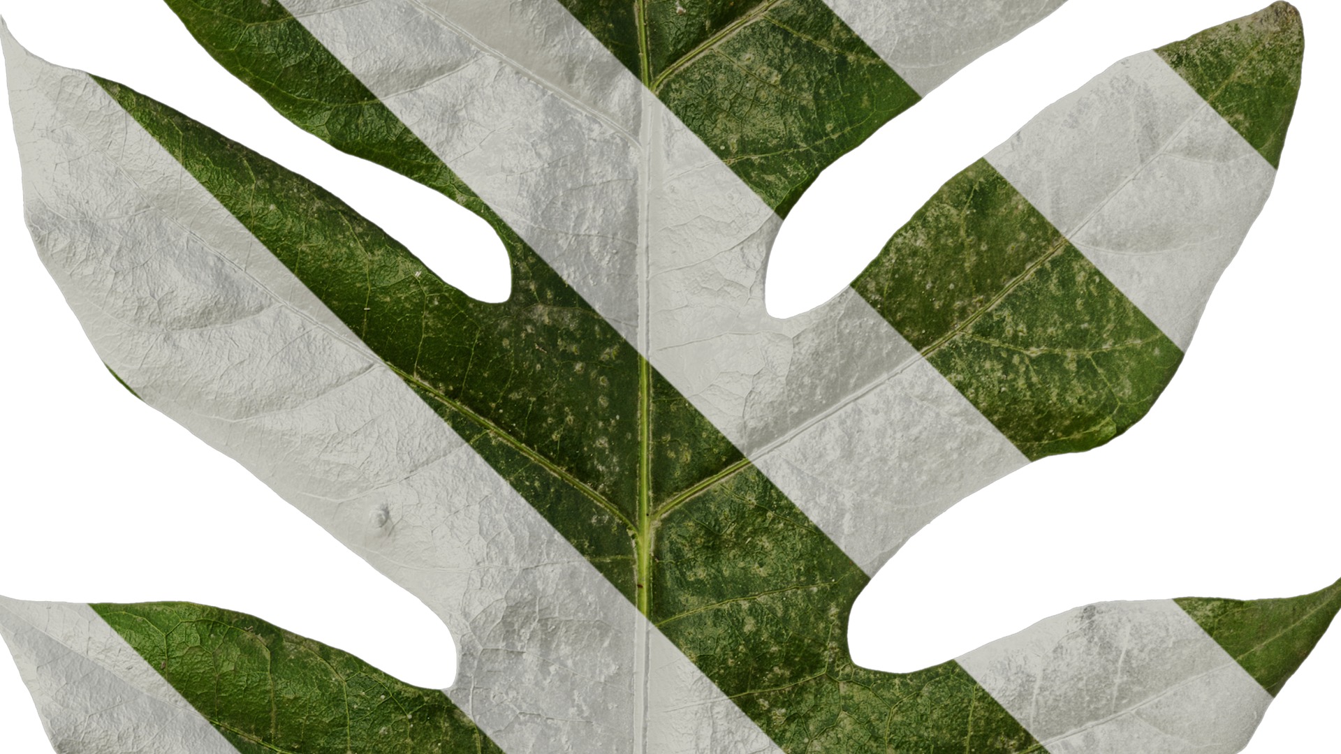 Anydrafts Schefflera delavayi Leaf 02 Texture_4