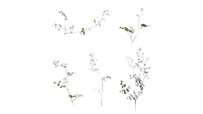 Anydrafts Thalictrum aquilegiifolium Atlas 02