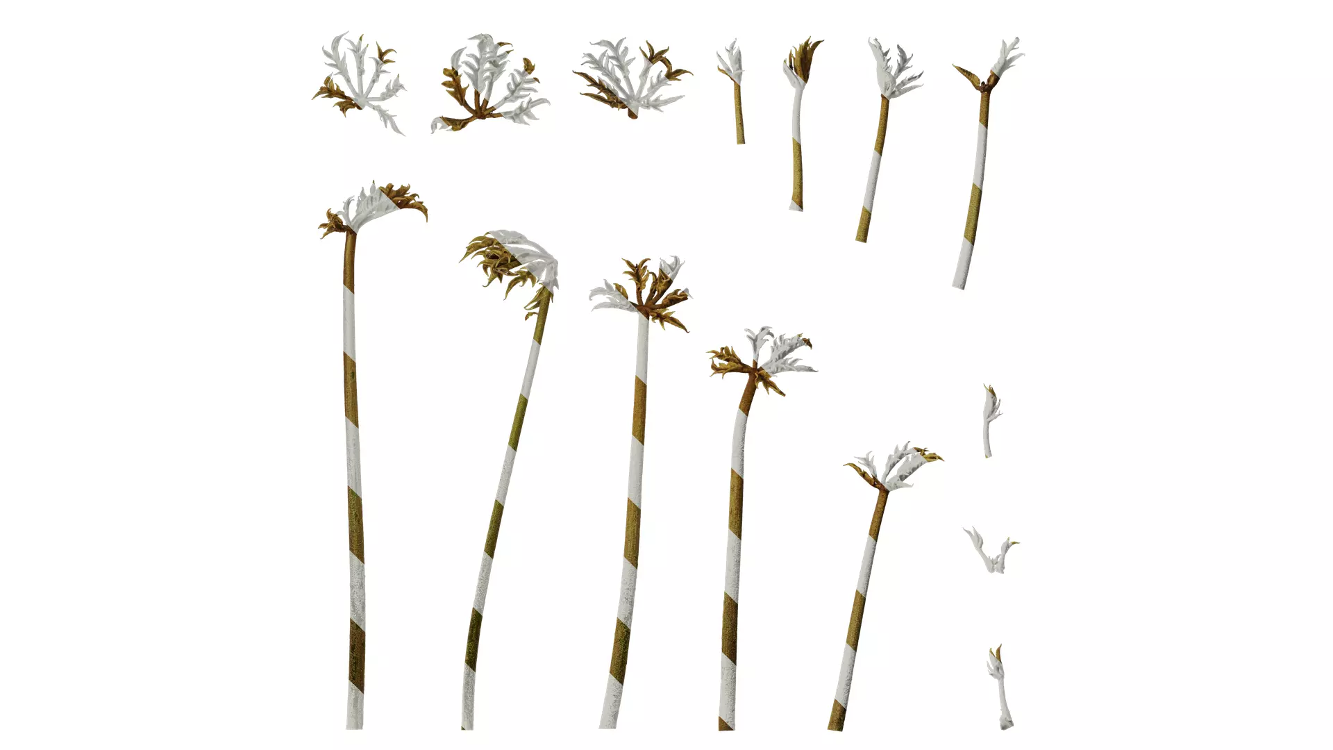 Anydrafts Schefflera delavayi Leaf 03 Texture