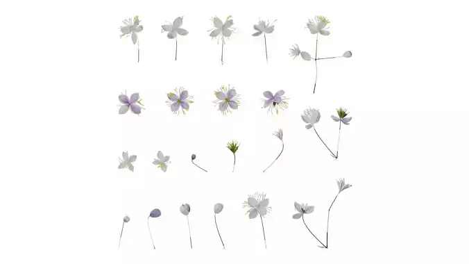 Anydrafts Thalictrum aquilegiifolium Flower 01