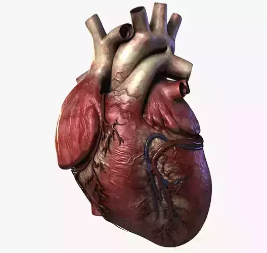 Human heart