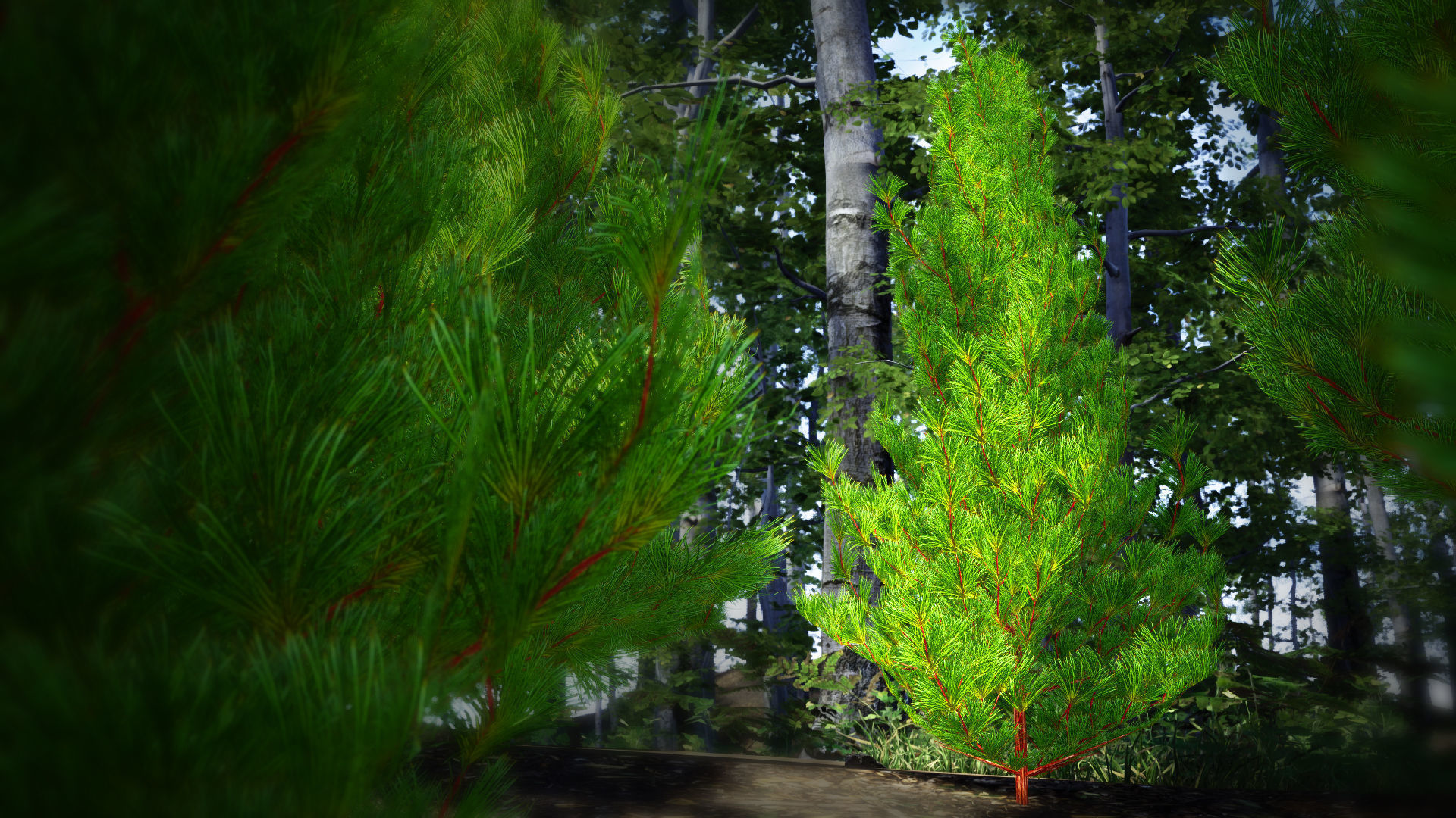 Japanese Endemic Species Plant - 4 Japanese Umbrella pine Tree Low-poly 3D model_1