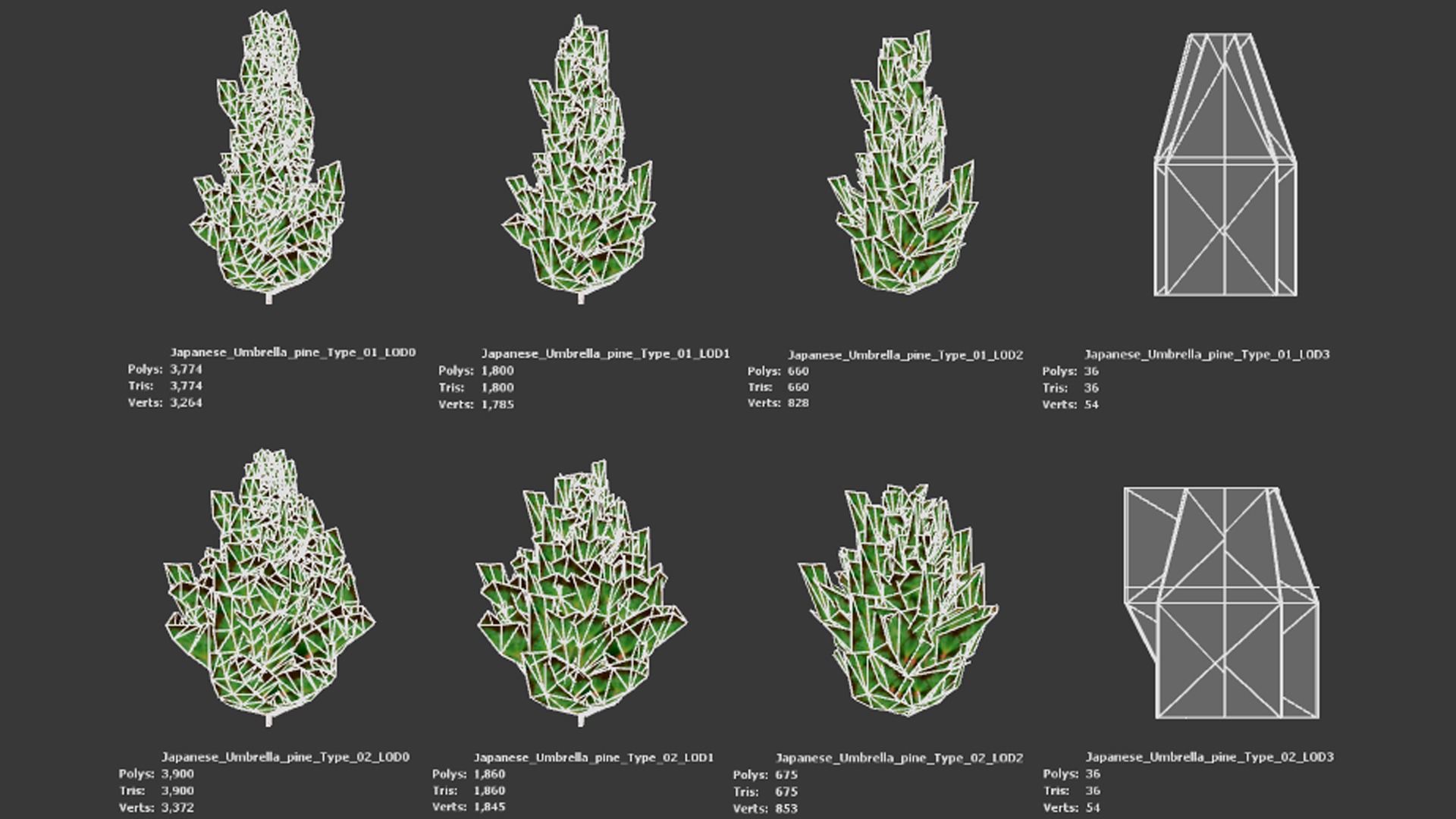 Japanese Endemic Species Plant - 4 Japanese Umbrella pine Tree Low-poly 3D model_8