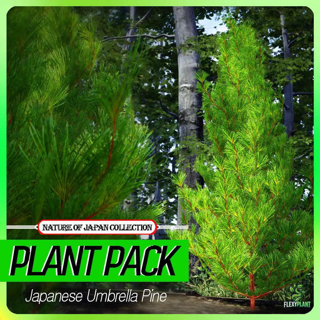 Japanese Endemic Species Plant - 4 Japanese Umbrella pine Tree Low-poly 3D model_0