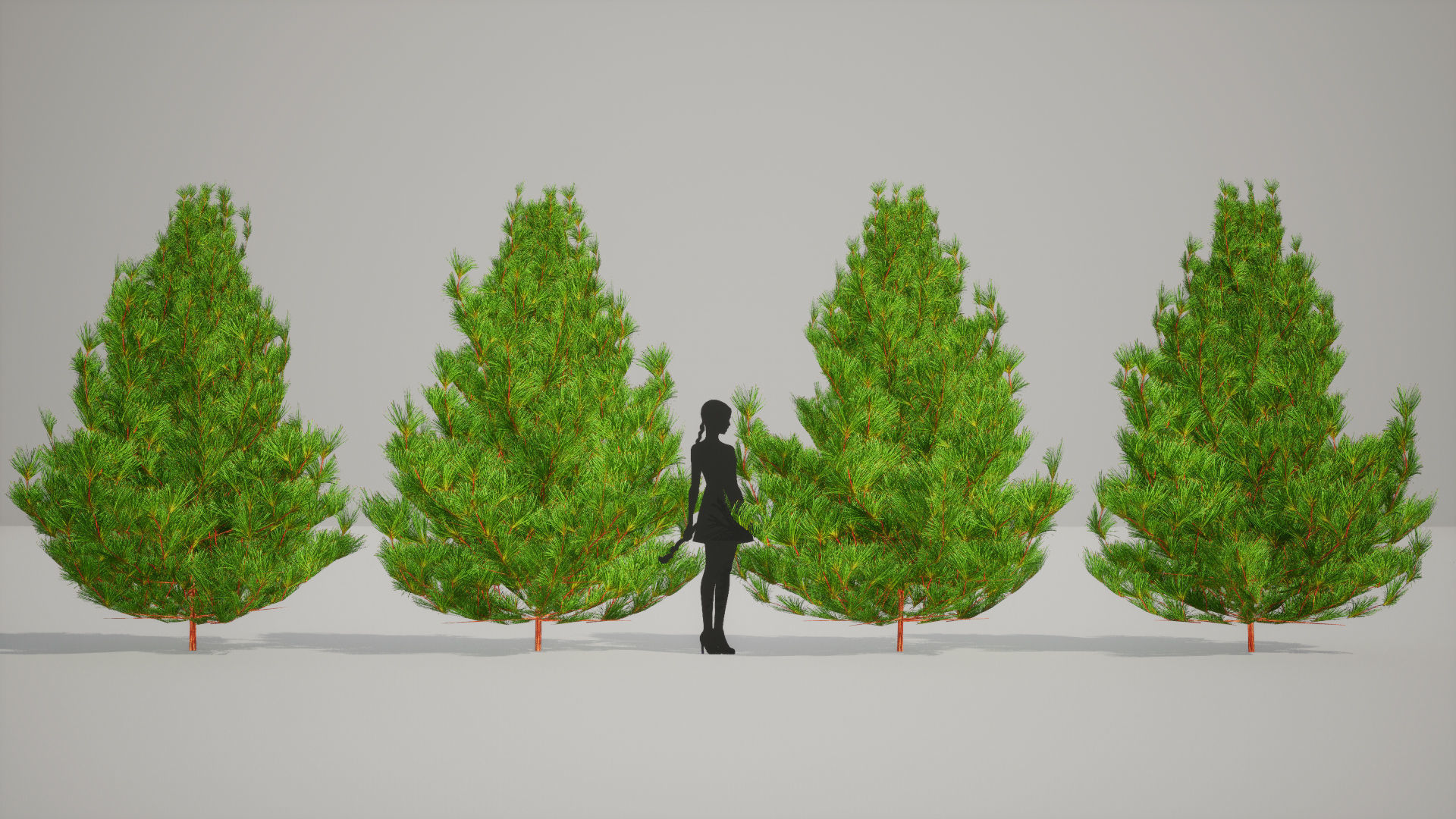 Japanese Endemic Species Plant - 4 Japanese Umbrella pine Tree Low-poly 3D model_6