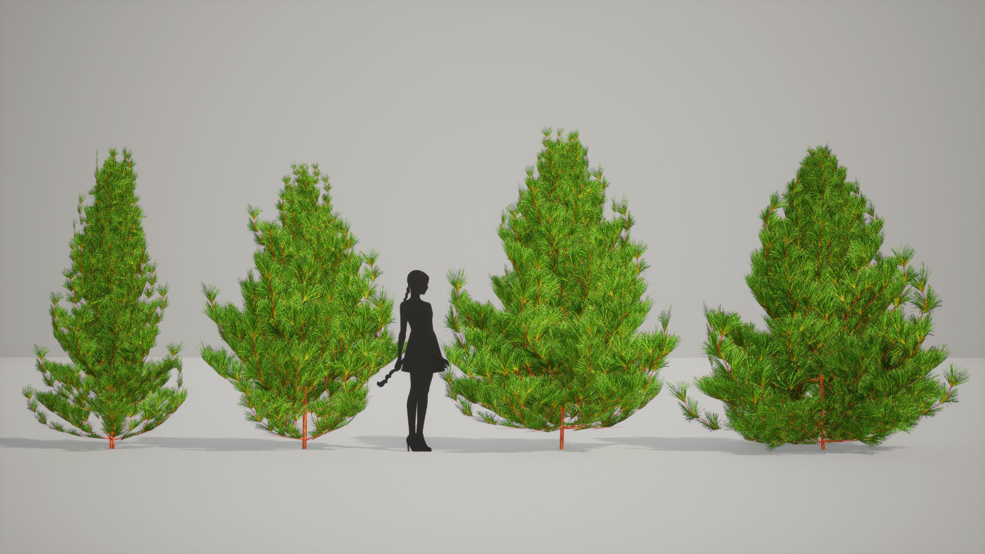 Japanese Endemic Species Plant - 4 Japanese Umbrella pine Tree Low-poly 3D model_3
