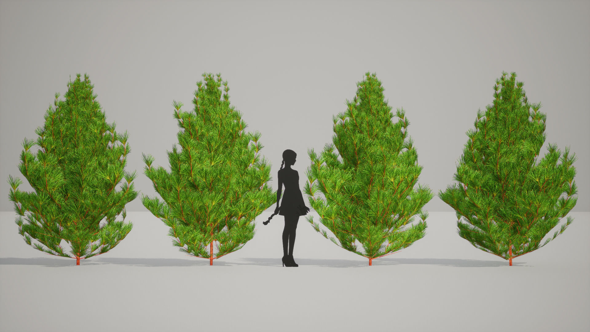 Japanese Endemic Species Plant - 4 Japanese Umbrella pine Tree Low-poly 3D model_5