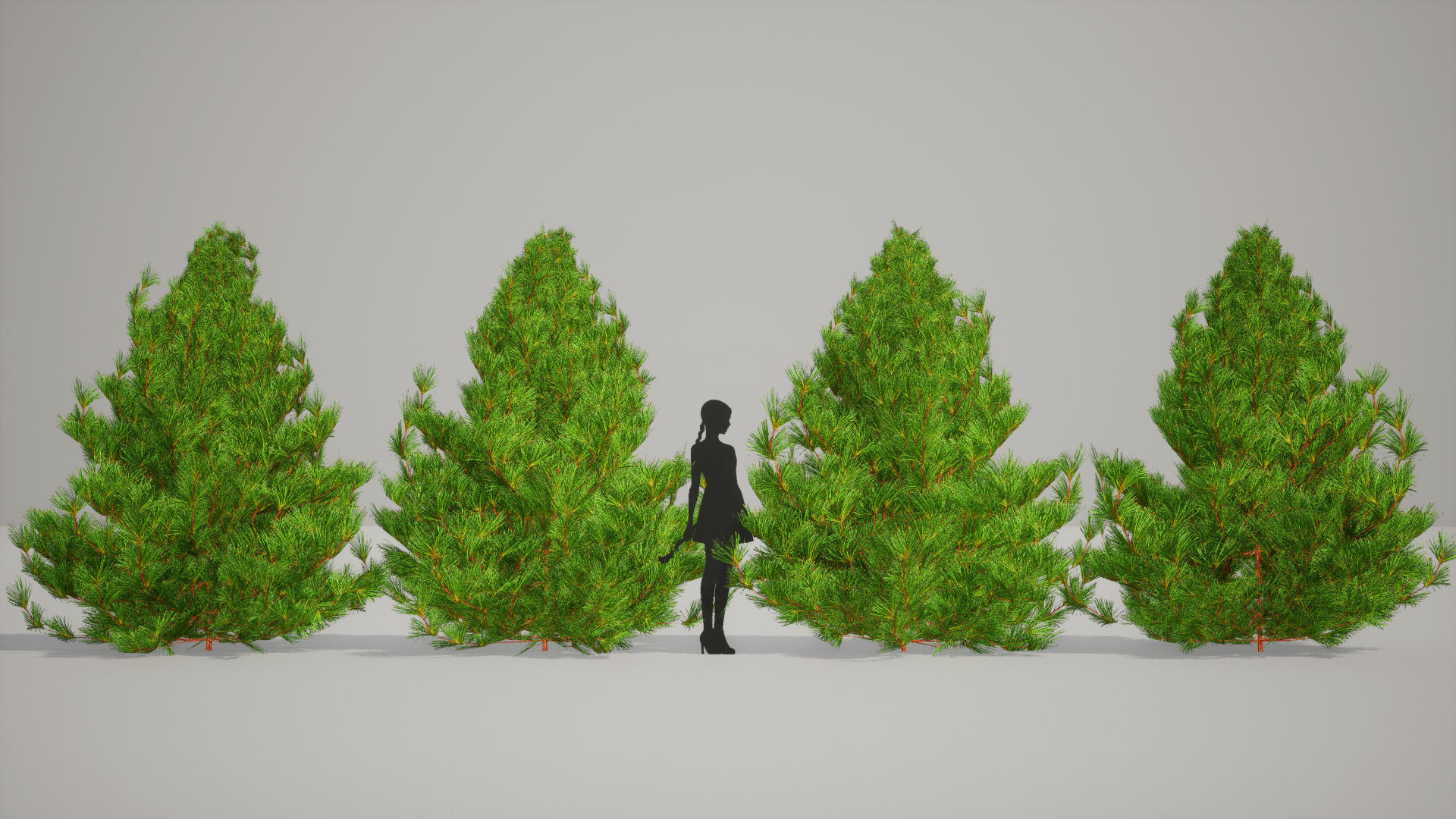 Japanese Endemic Species Plant - 4 Japanese Umbrella pine Tree Low-poly 3D model_7