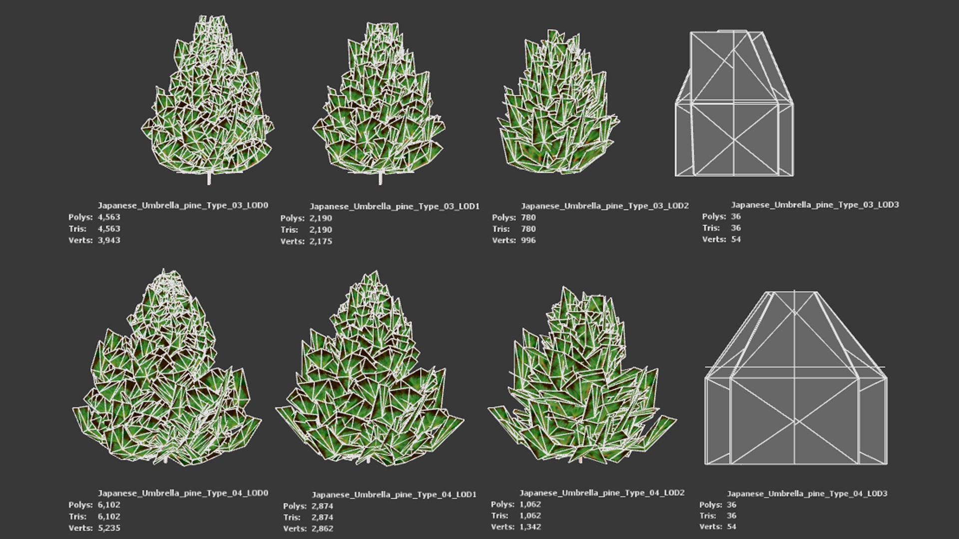 Japanese Endemic Species Plant - 4 Japanese Umbrella pine Tree Low-poly 3D model_9
