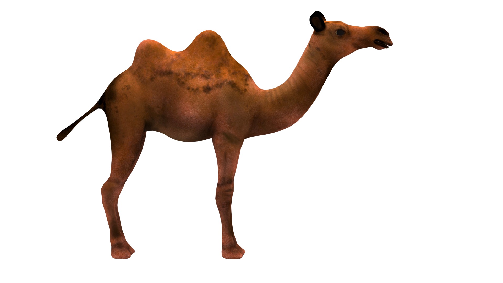 camel  rig  high-poly  textured 3d model 3D model_10