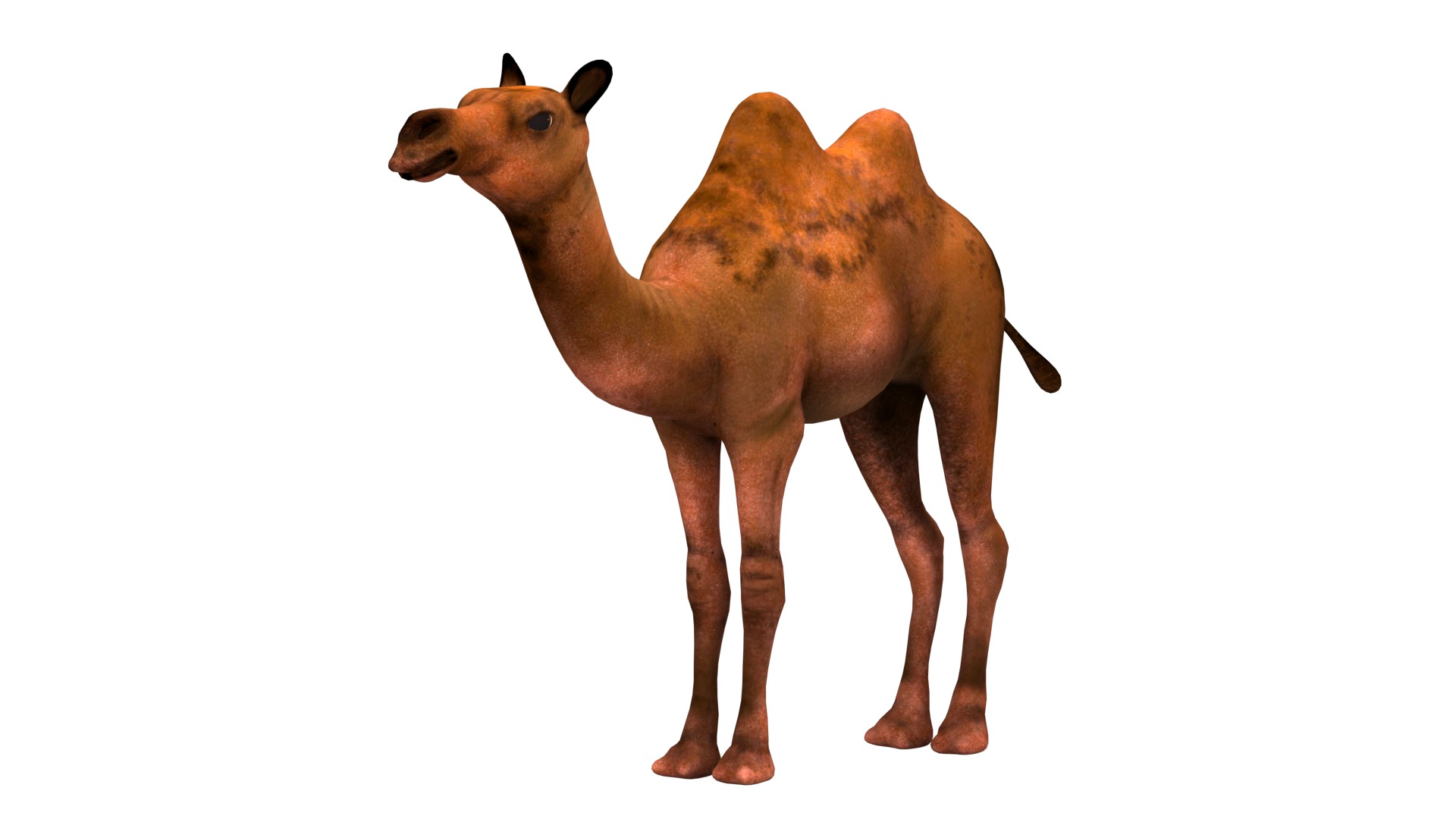 camel  rig  high-poly  textured 3d model 3D model_6