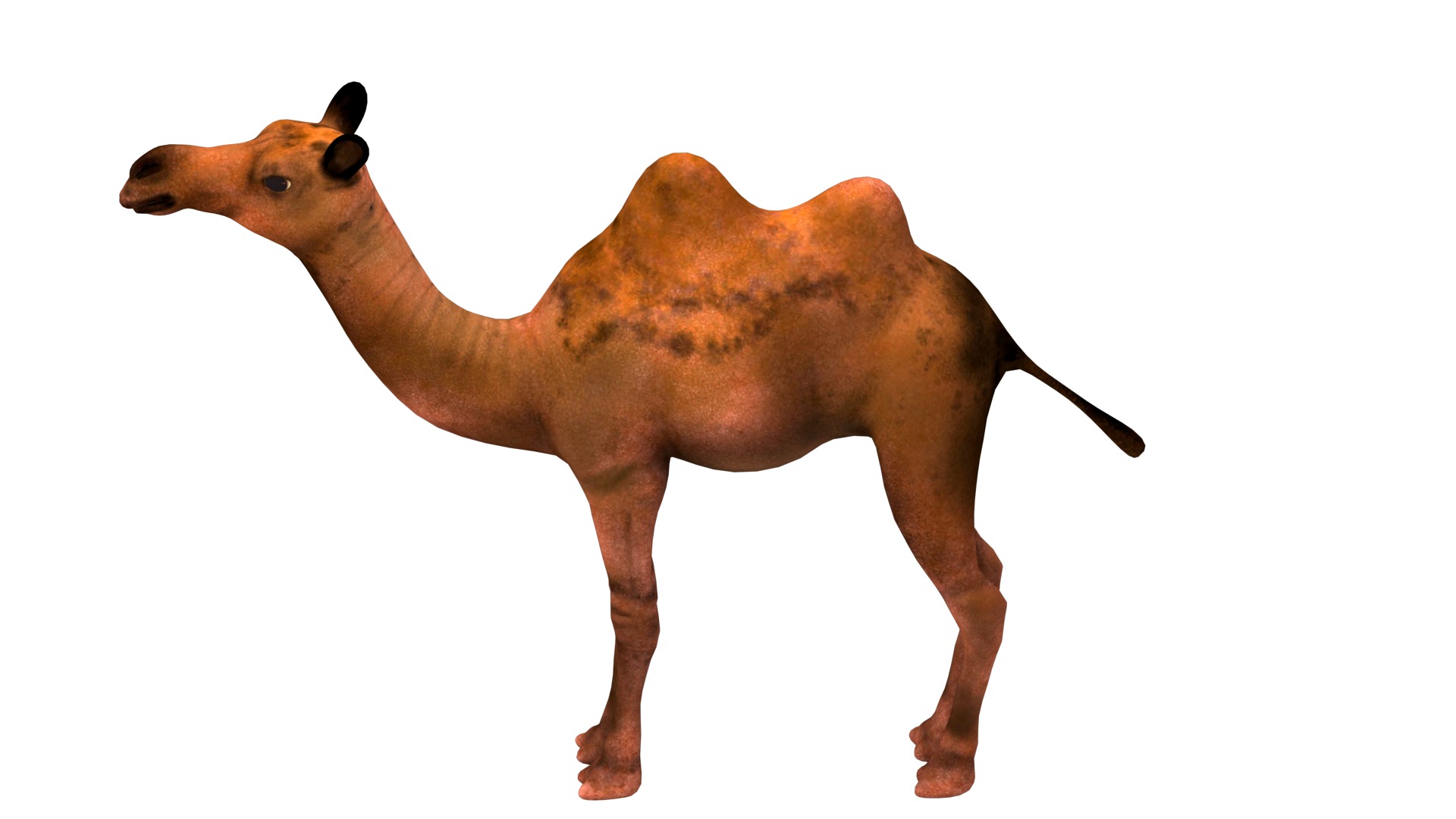 camel  rig  high-poly  textured 3d model 3D model_3