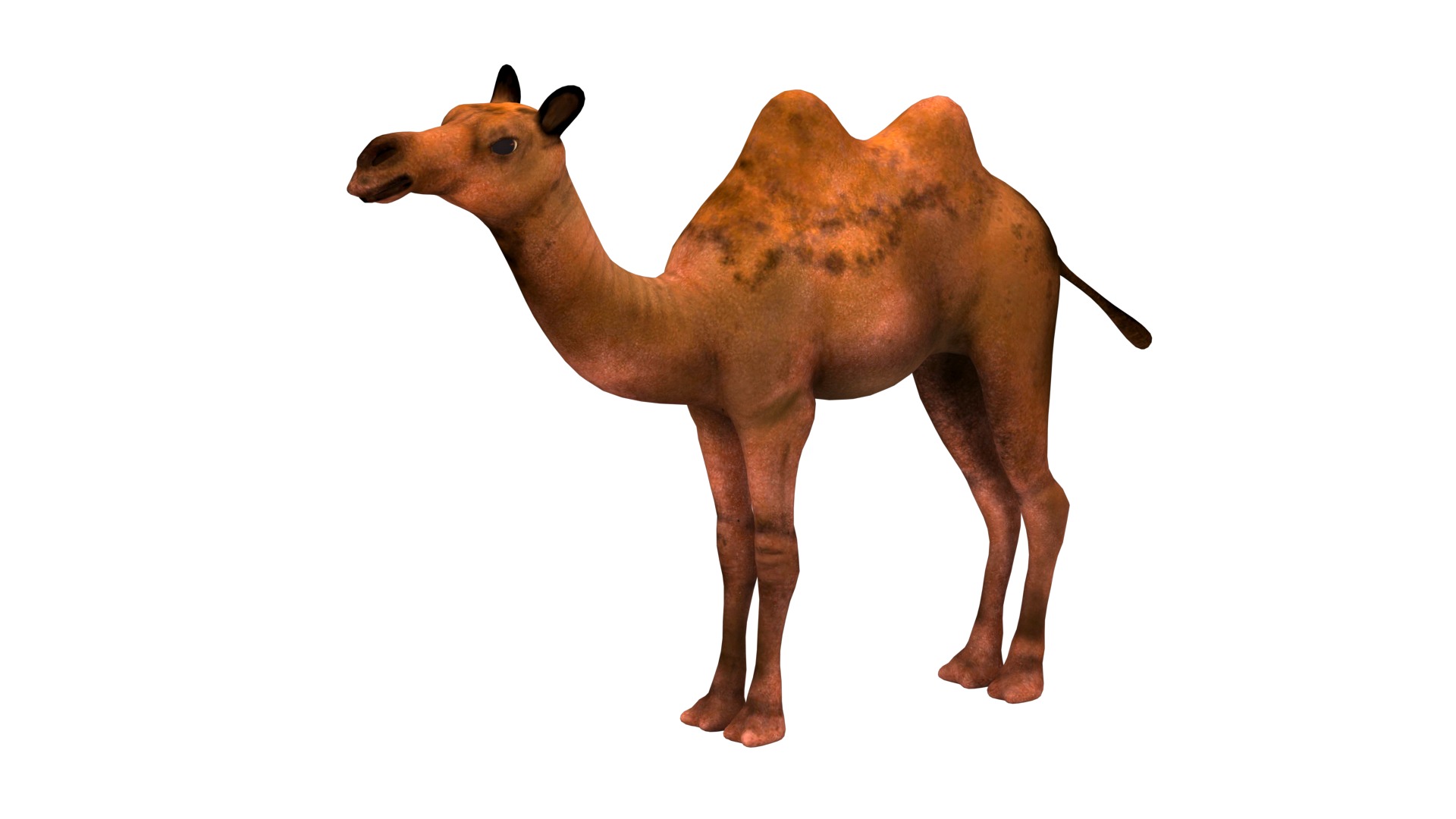 camel  rig  high-poly  textured 3d model 3D model_11