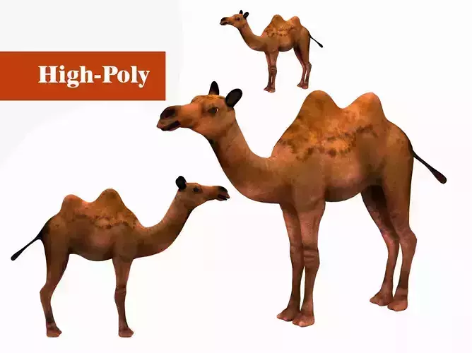 camel  rig  high-poly  textured 3d model 3D model