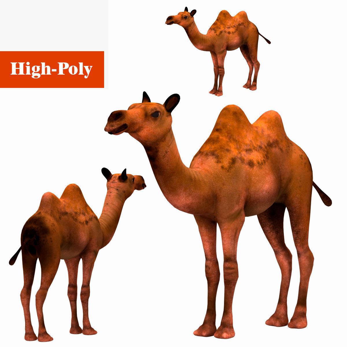 camel  rig  high-poly  textured 3d model 3D model_1