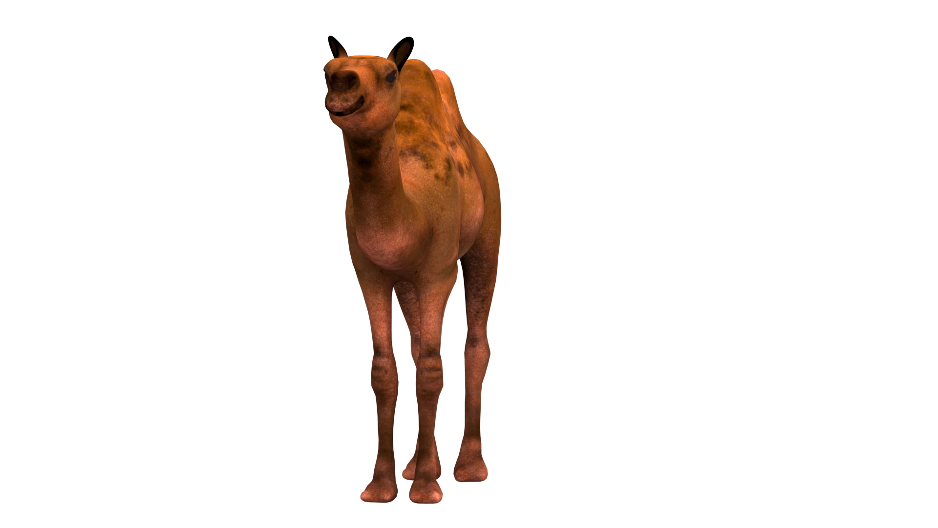 camel  rig  high-poly  textured 3d model 3D model_7