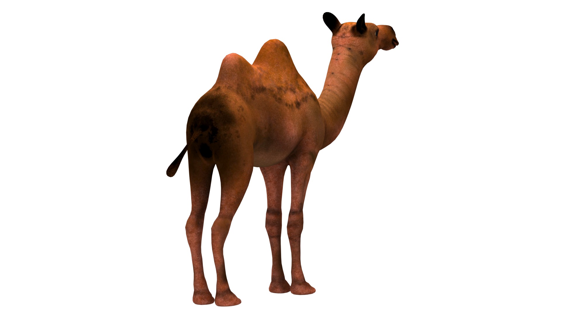 camel  rig  high-poly  textured 3d model 3D model_9