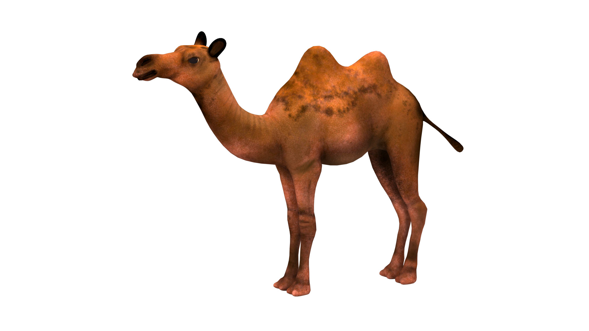 camel  rig  high-poly  textured 3d model 3D model_2