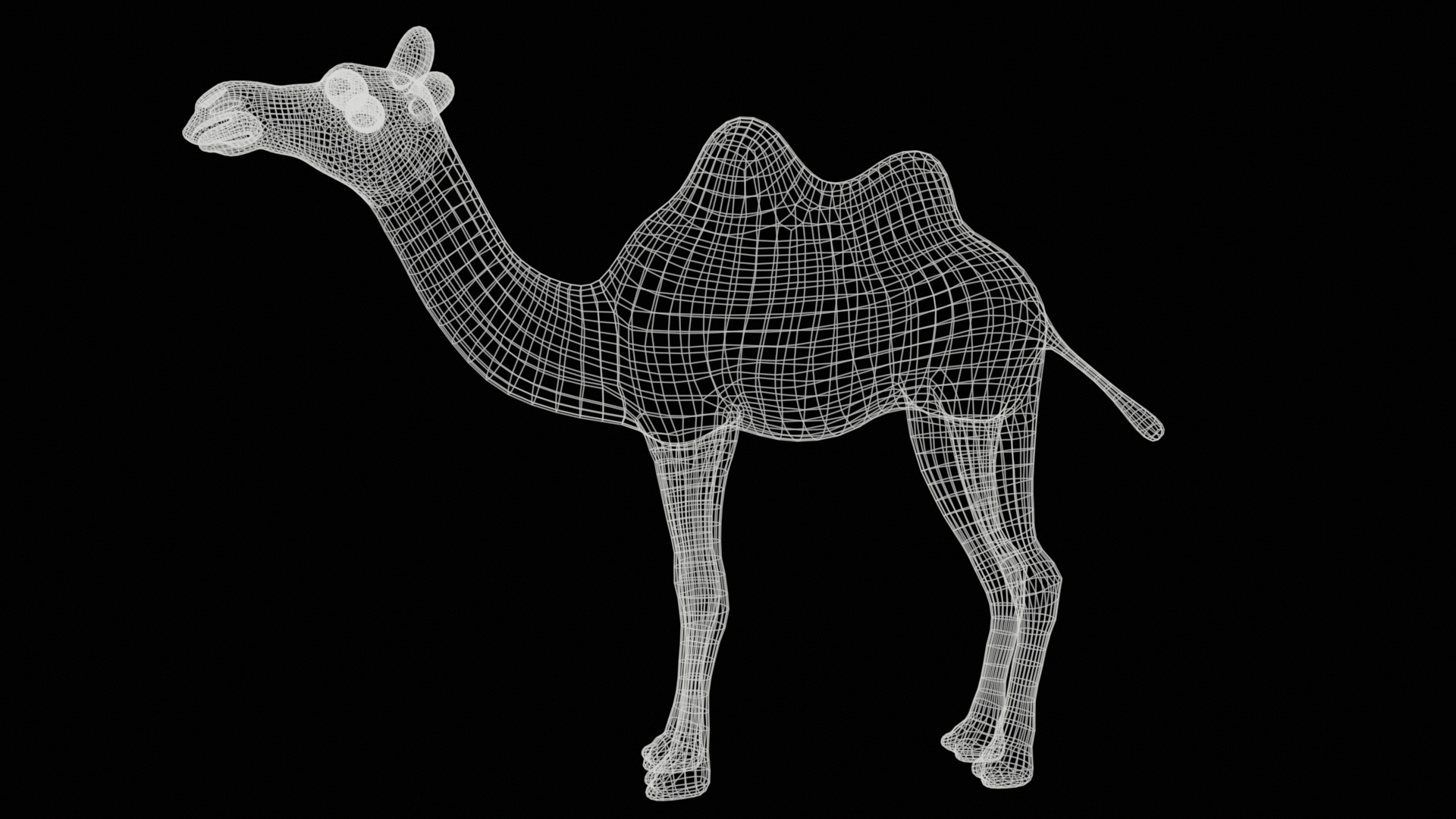 camel  rig  high-poly  textured 3d model 3D model_21