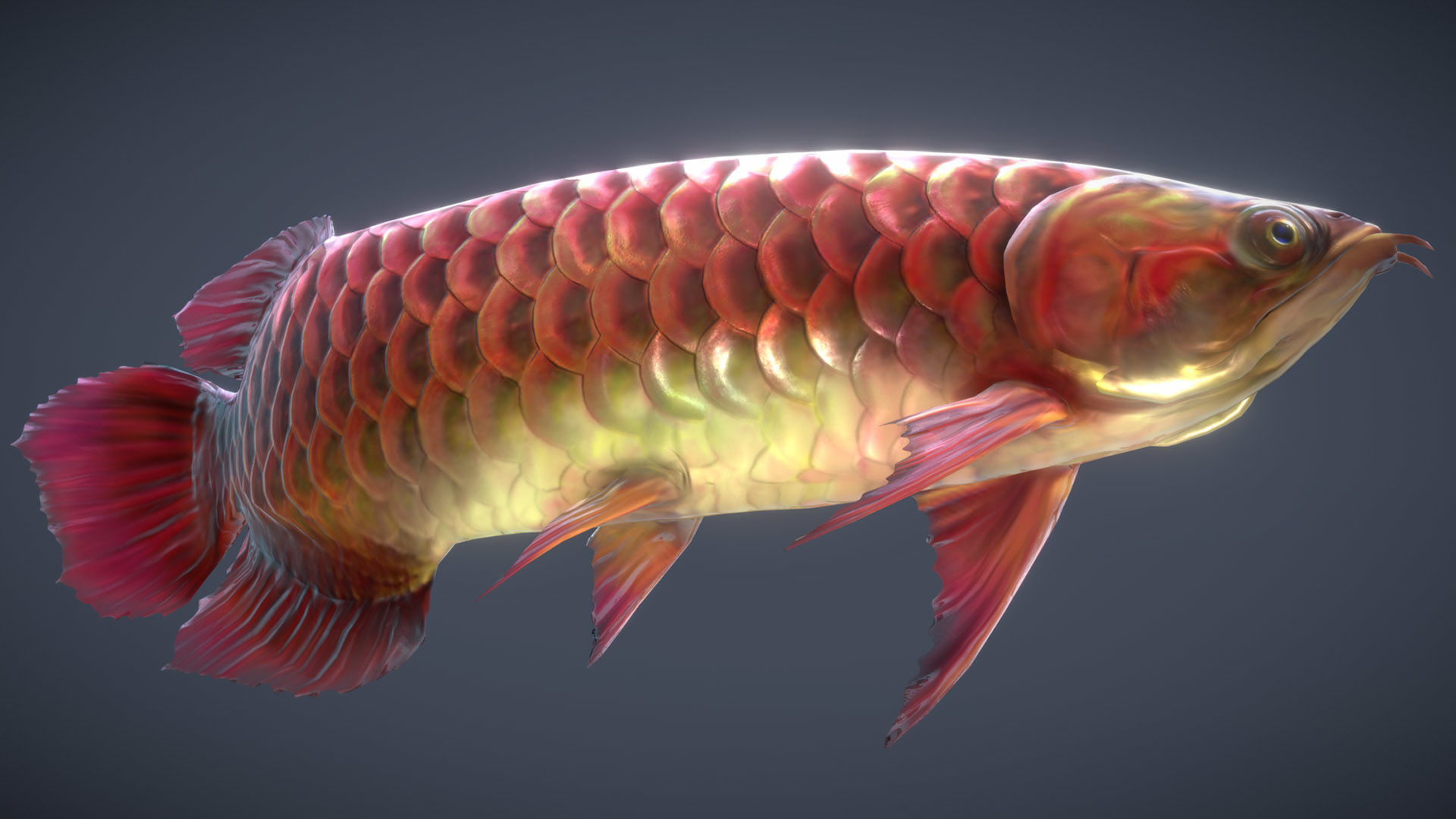 Asian Arowana Red 3D model_4