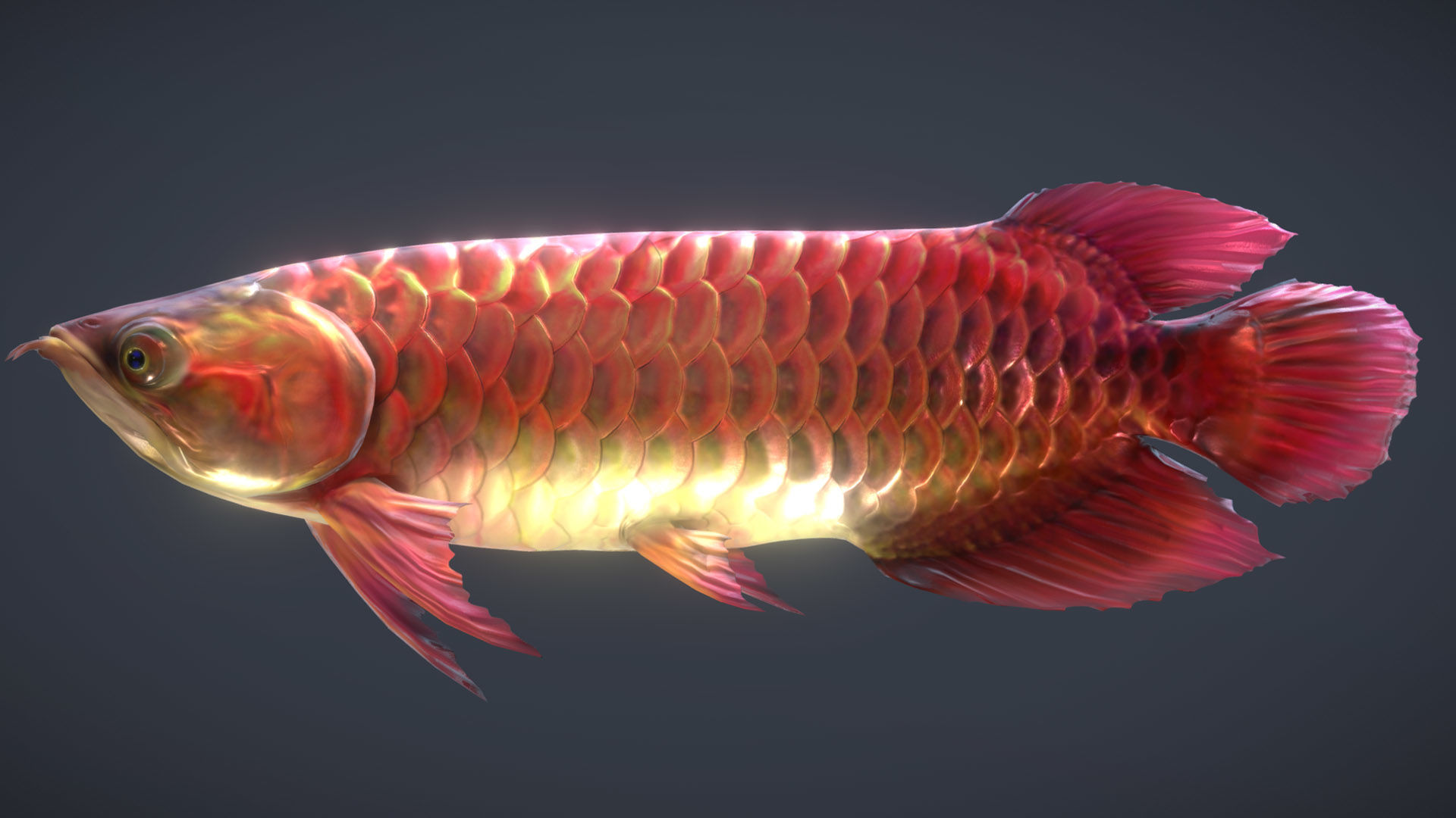 Asian Arowana Red 3D model_3