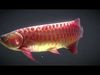 Asian Arowana Red 3D model_1